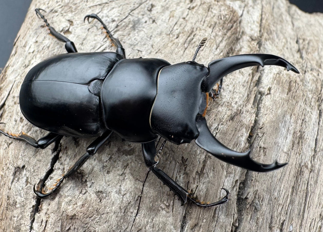 【WD】《ブラナウンコクワ 福貢県産 50mm ペア》