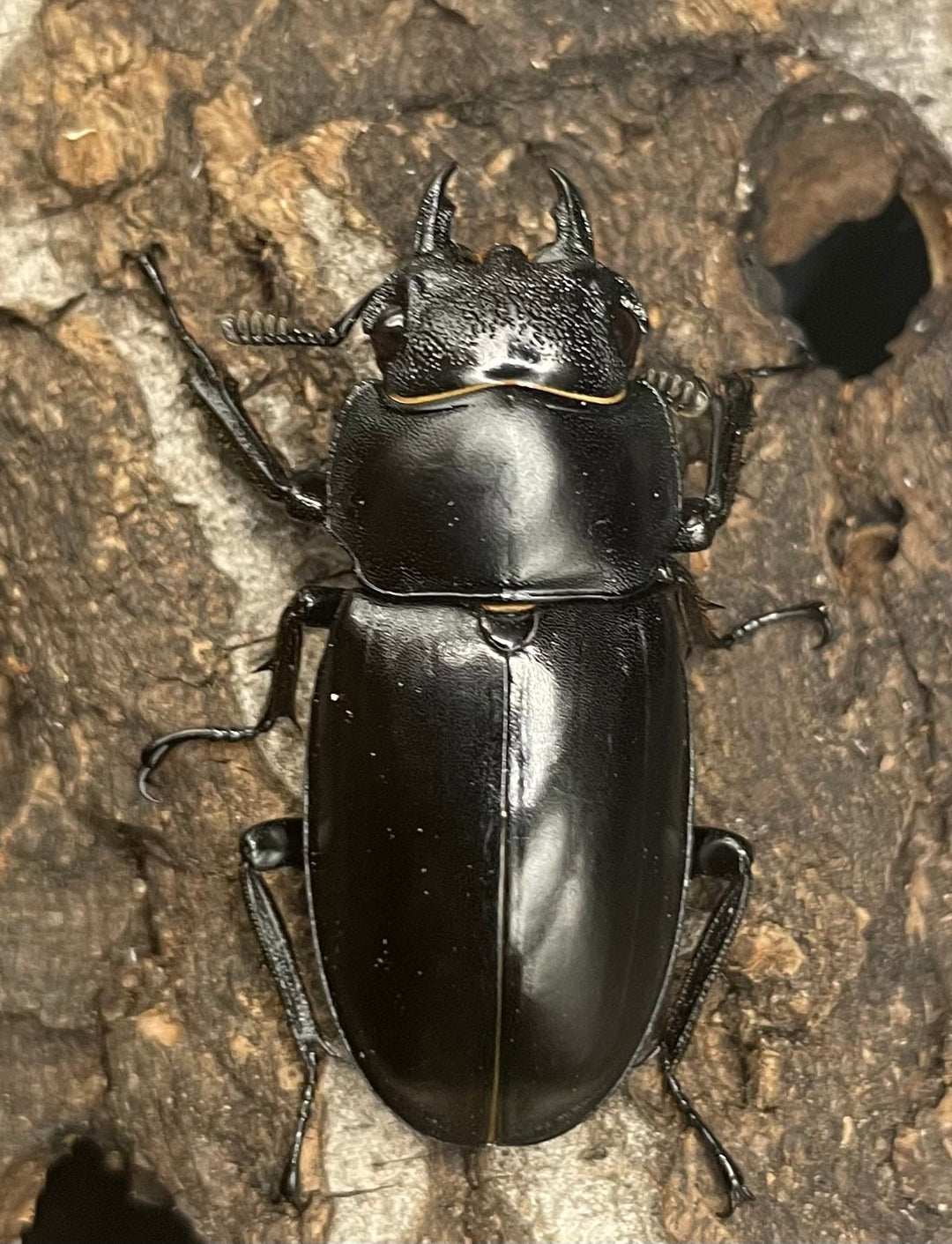 【WD】《パリーフタマタ亜種ディロレイ 65mm ペア》