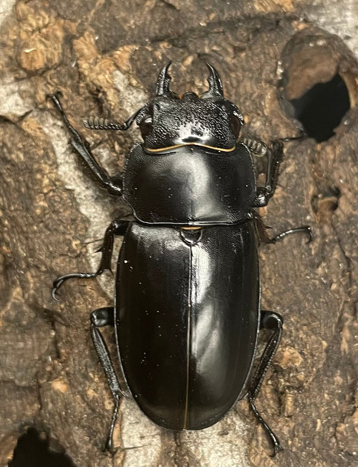 【WD】《パリーフタマタ亜種ディロレイ 65mm ペア》