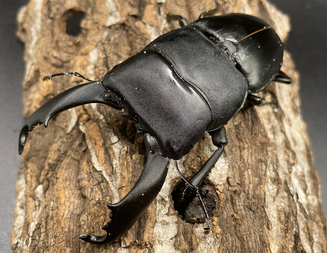 【WD】大型《カマリネスヒラタ 96mm B品ペア》