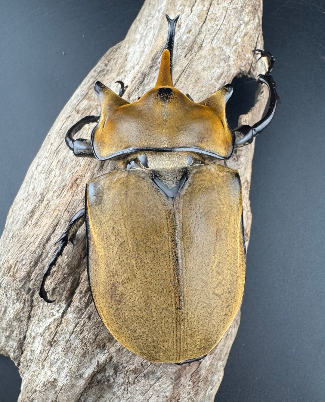 即ブリ《エレファスゾウカブト 114mm B品ペア》