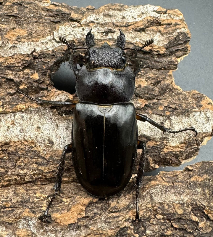 【WF1】《ミヤマクワガタ 滋賀産 ペア》