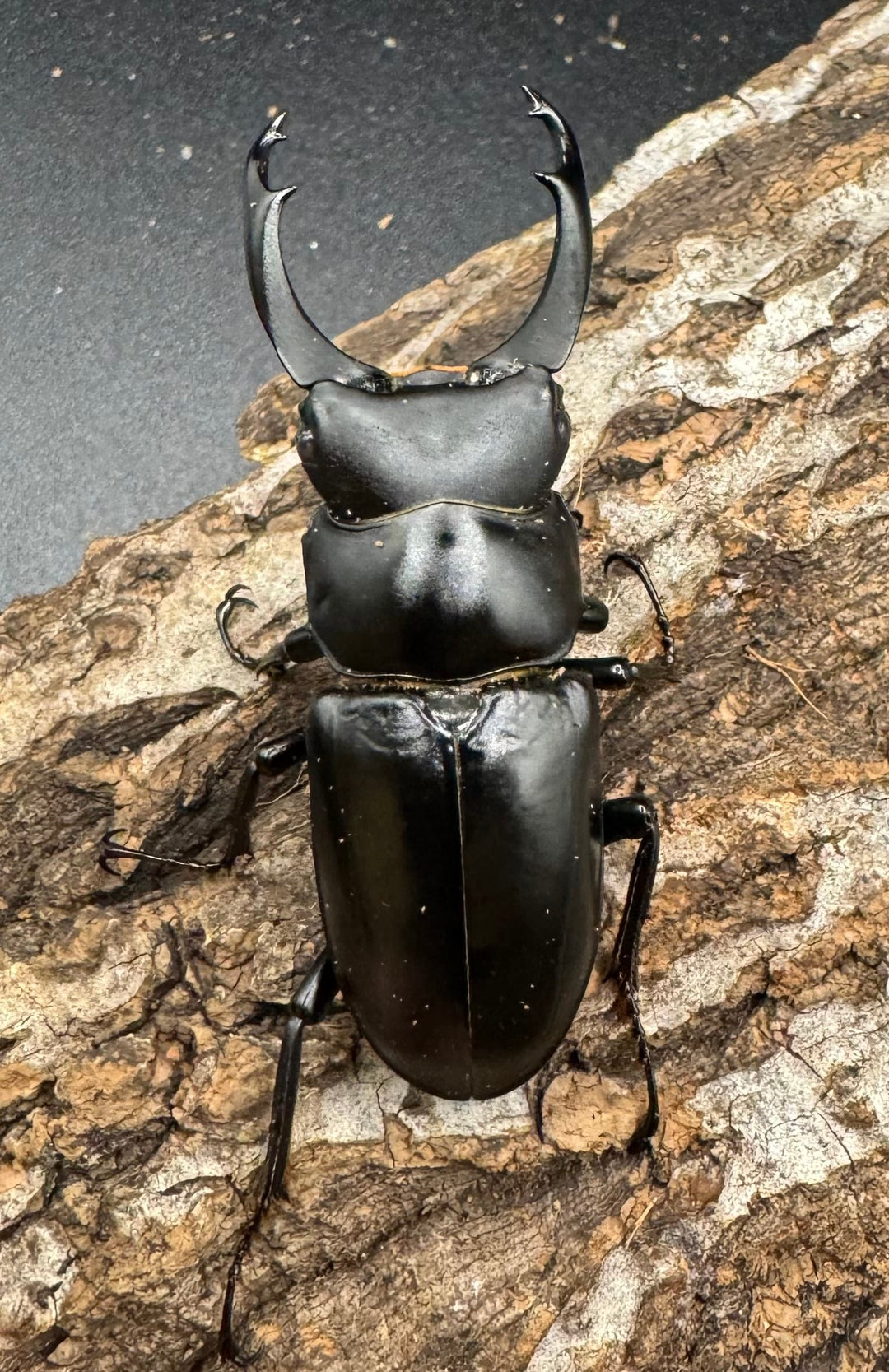 【WD】《ブラナウンコクワ 貢山産 55mm ペア》