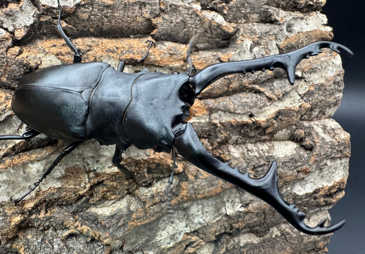 《ギラファノコギリ亜種ケイスケ 112mm ペア》