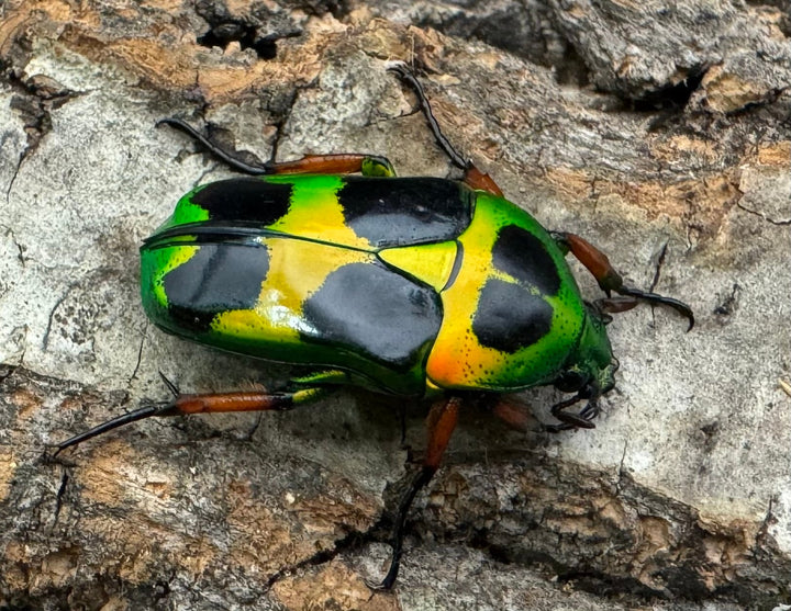 【WD】《マックレーツヤカナブン 赤タイプ ペア》