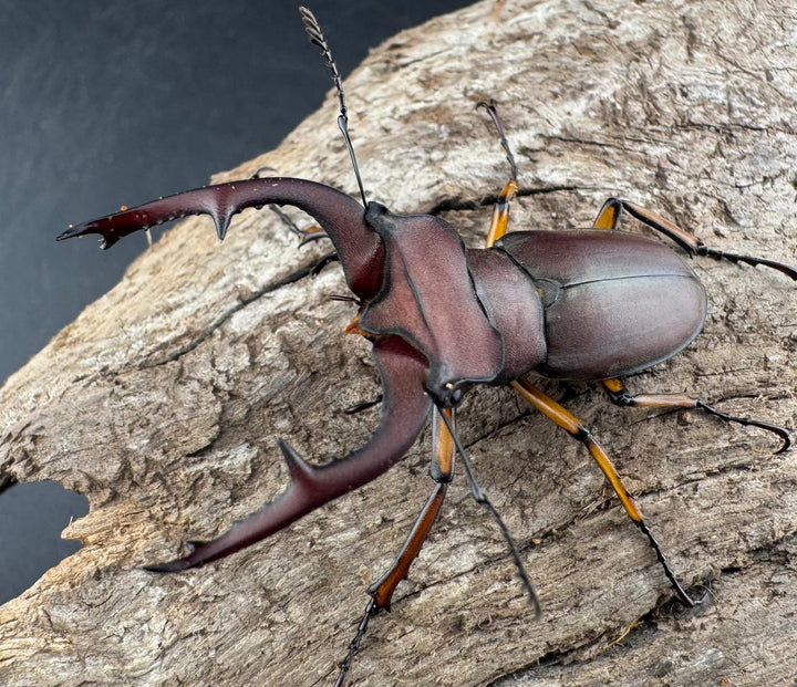 【WD】《マラッシミヤマ（マラッツィミヤマ） 47mm ペア》