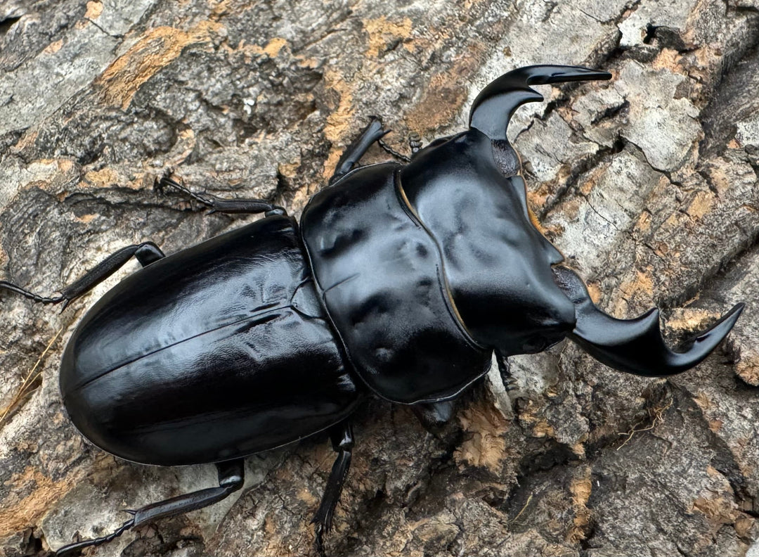 《インドアンタエウス タイガーヒル産 72mm ペア》