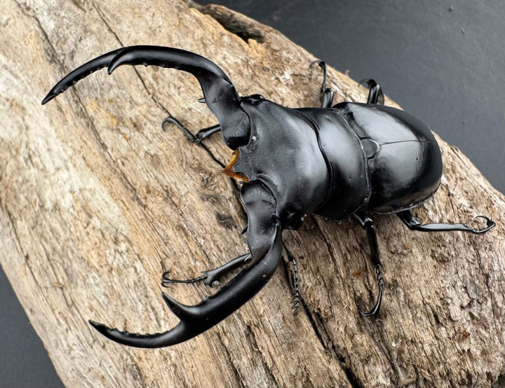 【WD】《ウエストウッディ亜種カズミアエ 雲南省産 73mm ペア》