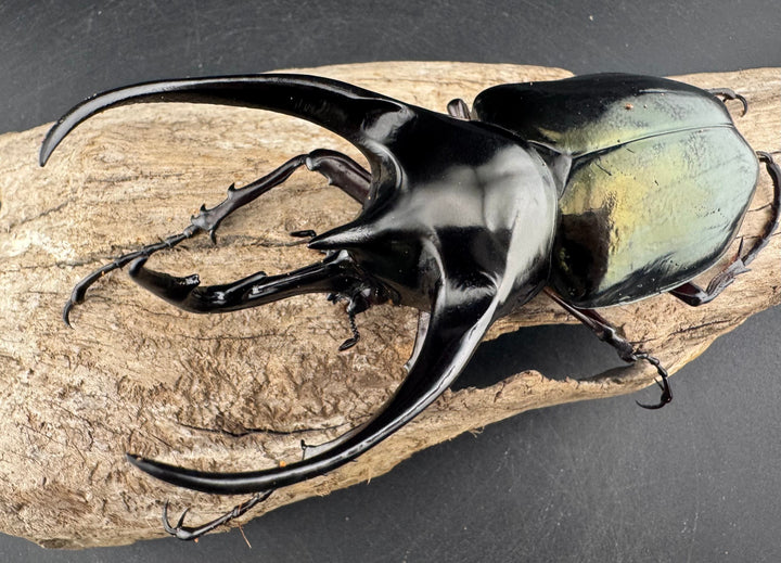 【WD】《ジャワコーカサスオオカブト 114mm A’品ペア》