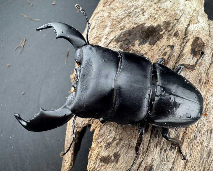 【WD】《スマトラオオヒラタ ベンクール産 77mm ペア》