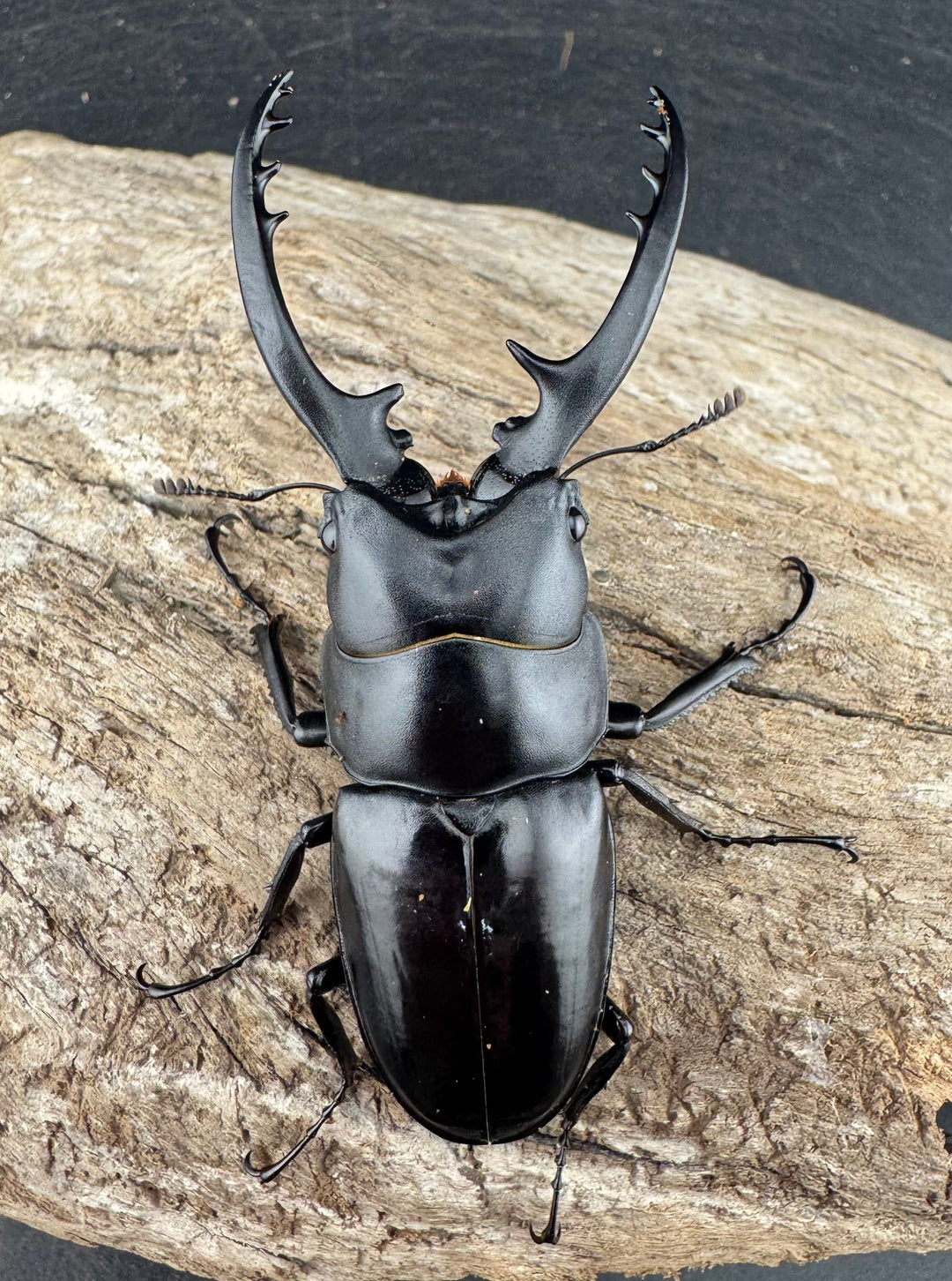 【WD】《フォルフィクラノコギリ原名亜種（マルバネノコギリ） 貴州省産 69mm ♂♀♀トリオ》