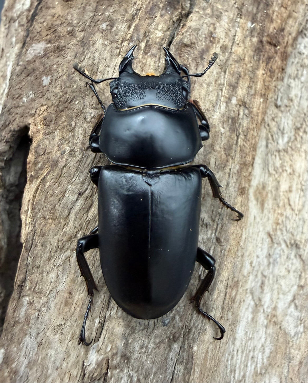 【WD】《ネパレンシス ssp. メトク産 48mm ♂♀♀トリオ》