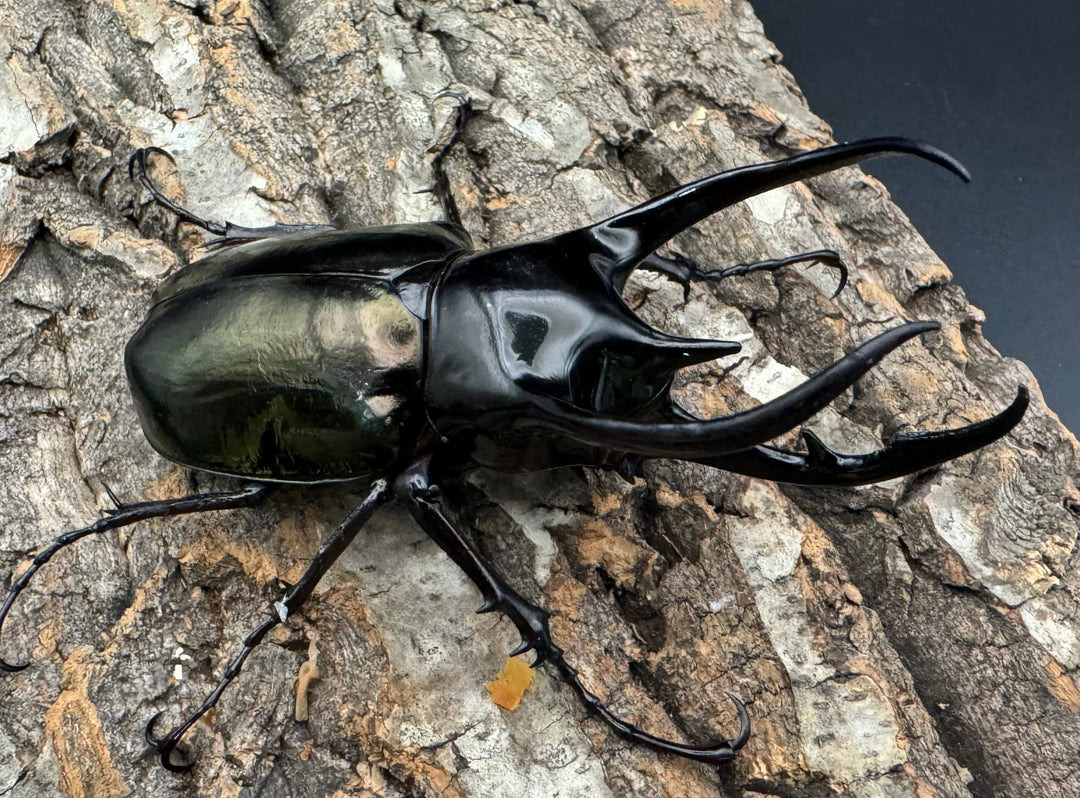 【WD】《ジャワコーカサスオオカブト 101mm ペア》