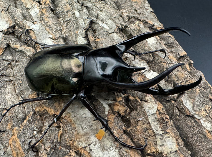 【WD】《ジャワコーカサスオオカブト 101mm ペア》