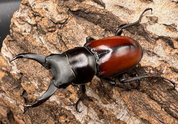 【WD】《マクレイコクワ 45mm ♂♀♀トリオ》