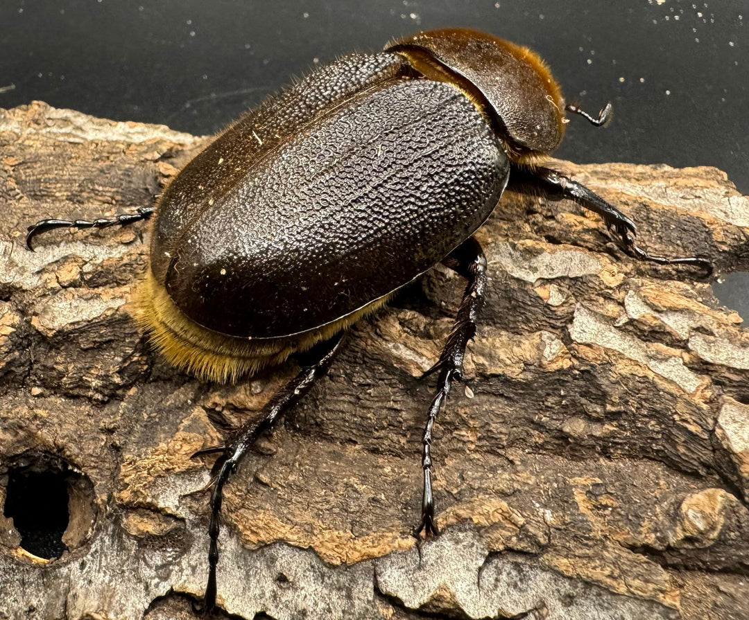 《ヘラクレス・ヘラクレス 122mm ペア》