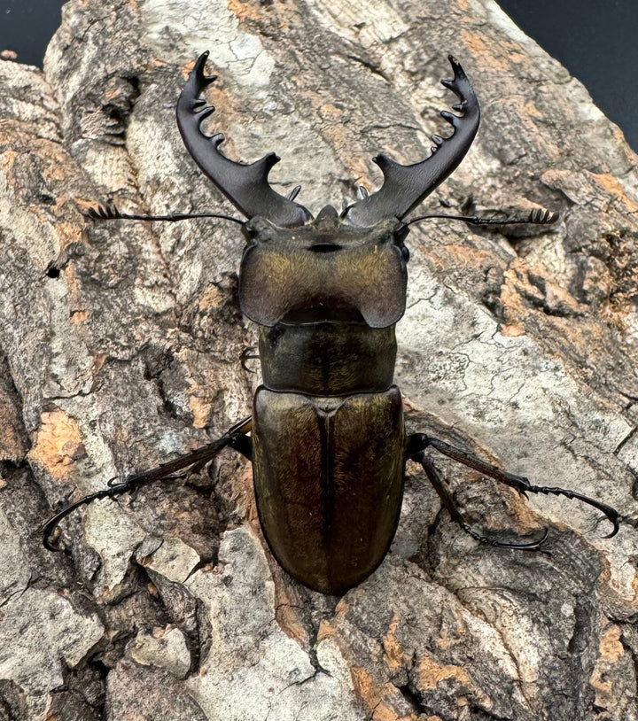 【WD】《ミヤマクワガタ 福島県産 ペア》