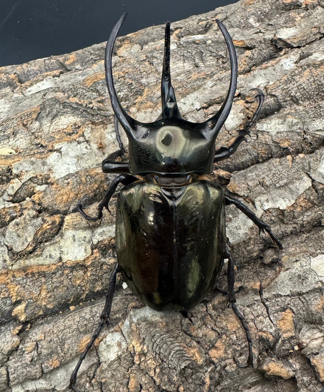 【WD】《ミンダナオアトラスオオカブト 94.5mm ペア》