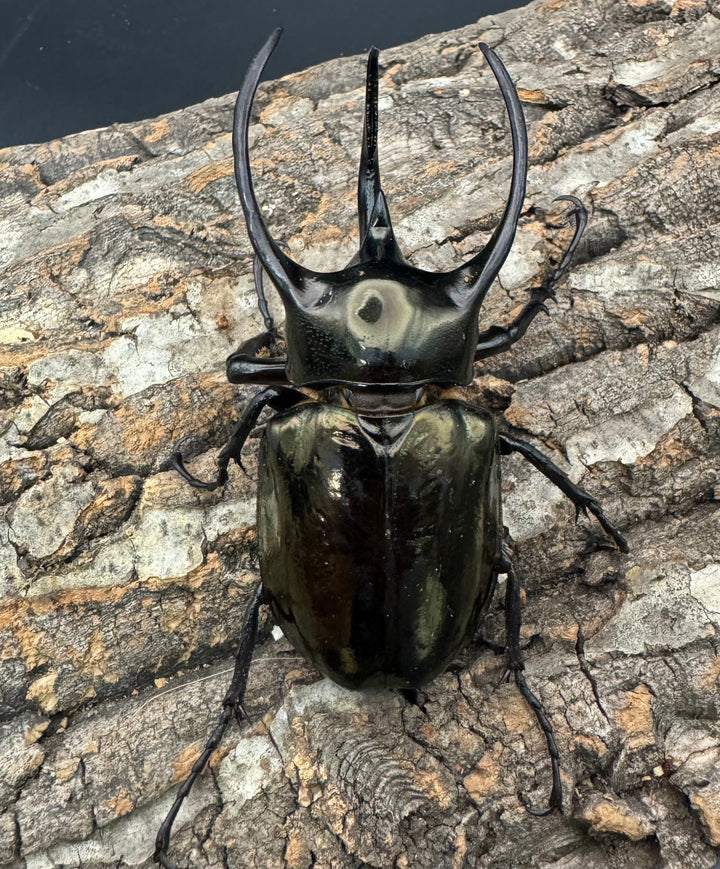 【WD】《ミンダナオアトラスオオカブト 94.5mm ペア》