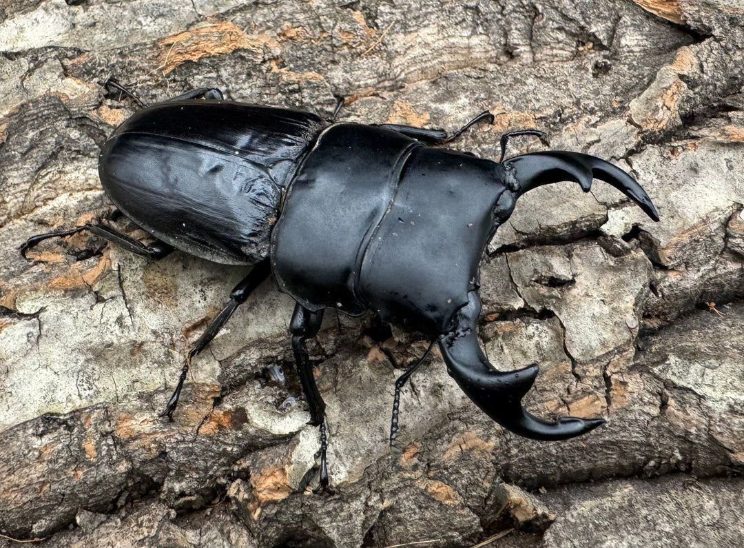 【WD】《ジャワパリーオオクワ 70mm ペア》