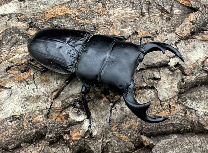 【WD】《ジャワパリーオオクワ 70mm ペア》