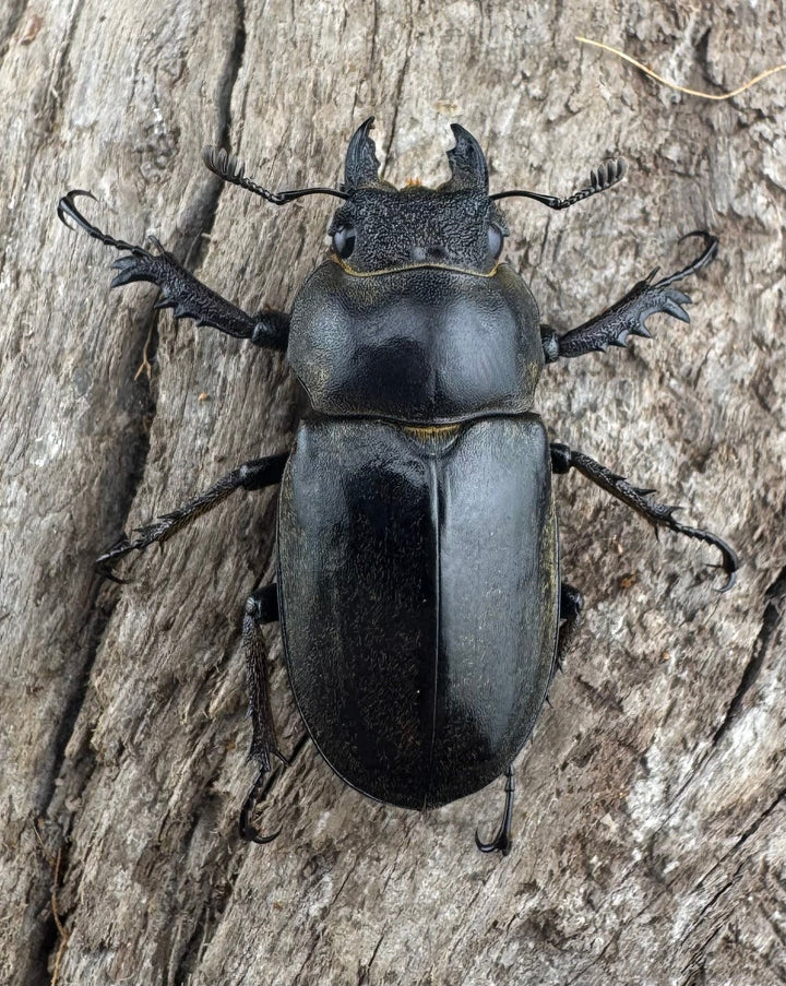 【WD】《ビクトリウスミヤマクワガタ 52.5mm B品ペア》