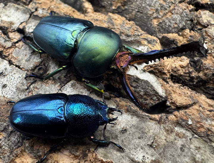 《パプアキンイロクワガタ 39mm ペア》