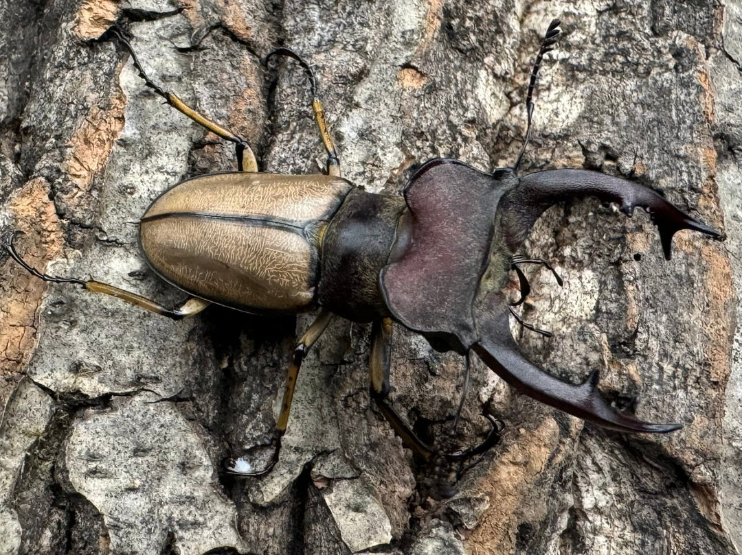 【WD】《デラバイミヤマ 49mm A'品ペア》