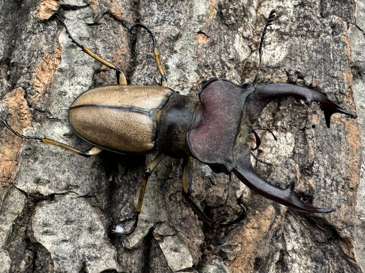 【WD】《デラバイミヤマ 49mm A'品ペア》