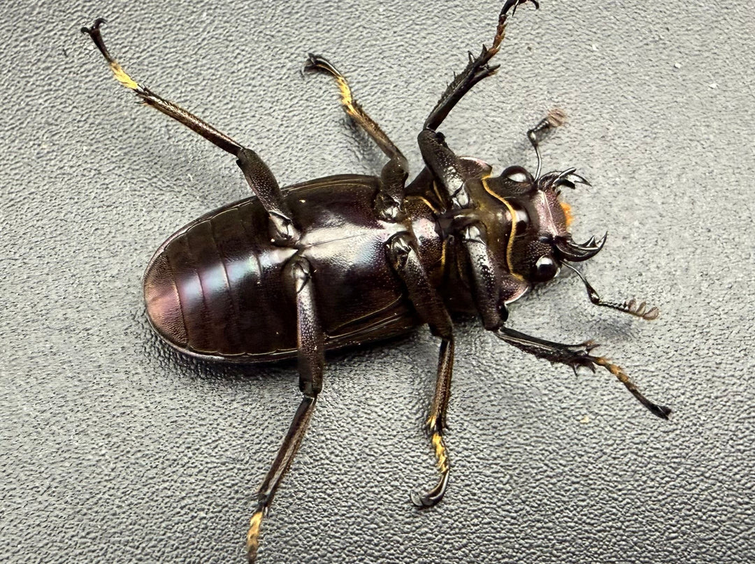 《メタリフェルホソアカ亜種フィナエ パープル系 81mm ペア》