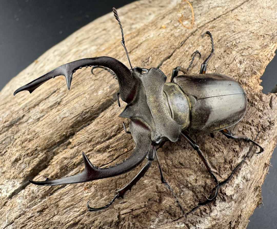 【WD】《クラーツミヤマ原名亜種 58.5mm ペア》