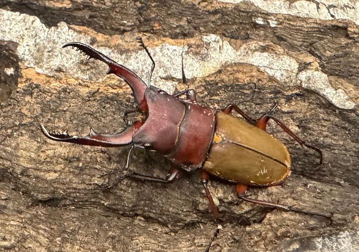 《ブルメイスターホソクワ ペア》