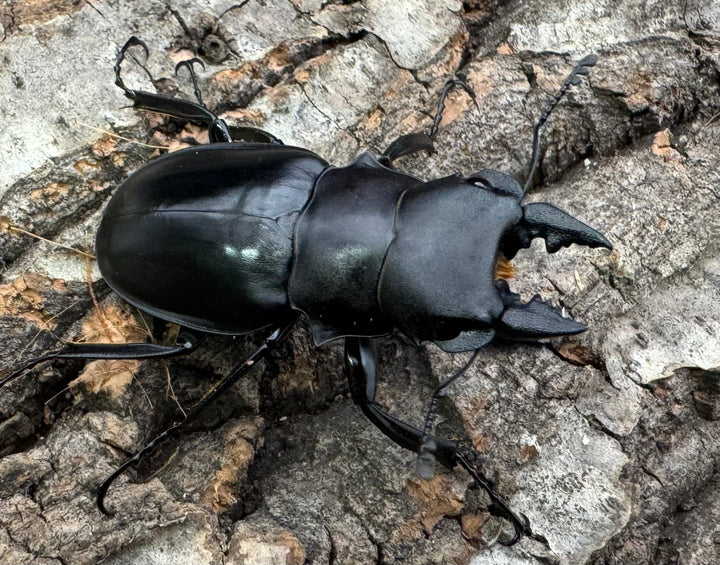 【WD】《カメラツヤクワガタ 42mm ペア》