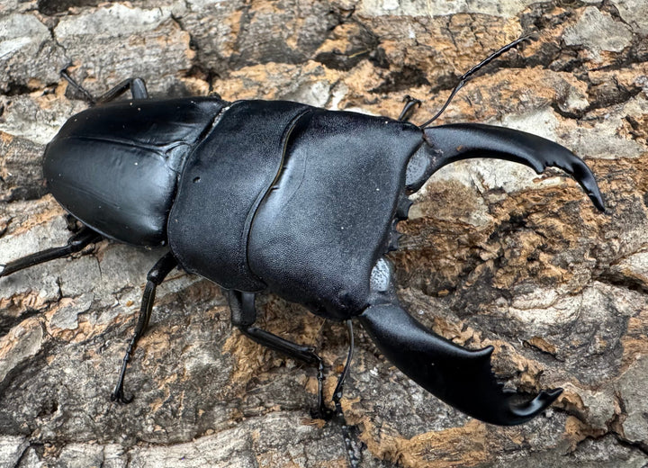 【WD】《西ペレンオオヒラタ（スラウェシオオヒラタクワガタ） 88.5mm ペア》