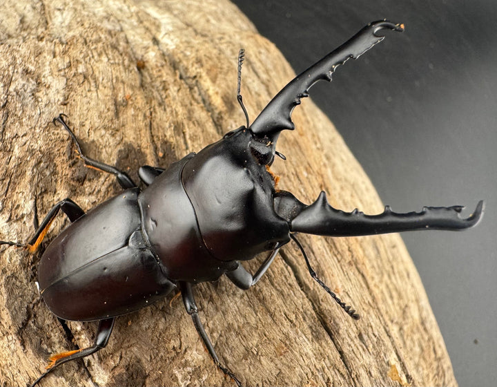 【WD】大型《ゲルツルードノコギリ レッドタイプ 60mm ペア》