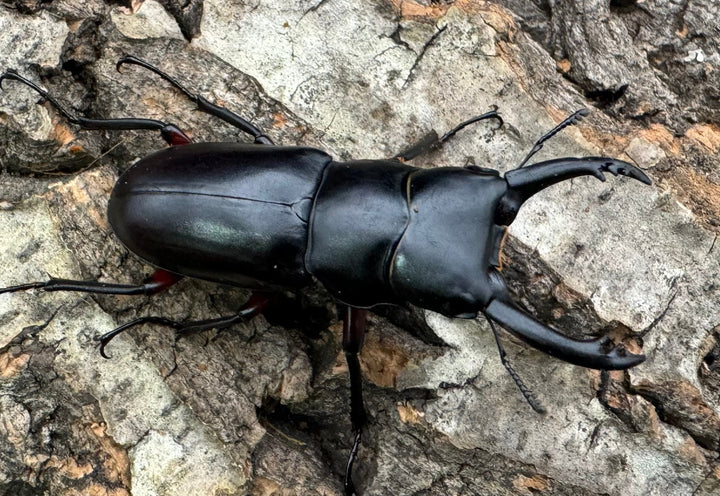 【WD】《アカアシクワガタ 山梨県産 45.5mm ペア》