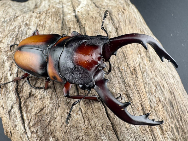 《ミラビリスノコギリクワガタ 67mm ペア》