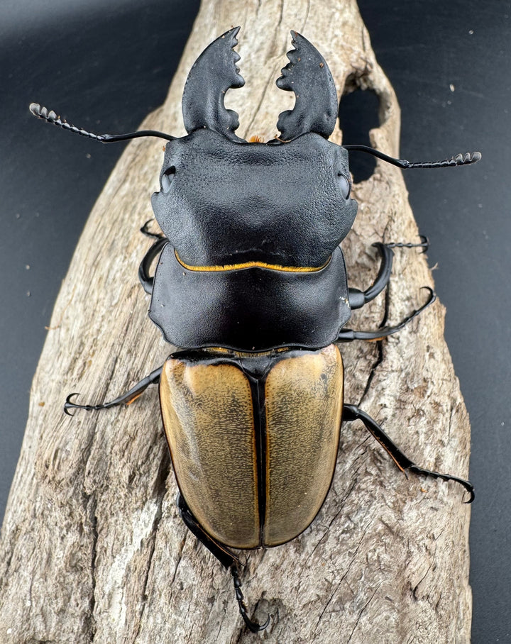 【WD】《カステルナウディツヤ 81.5mm ペア》