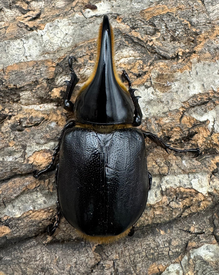 即ブリ《サタンオオカブト 82.5mm ペア》