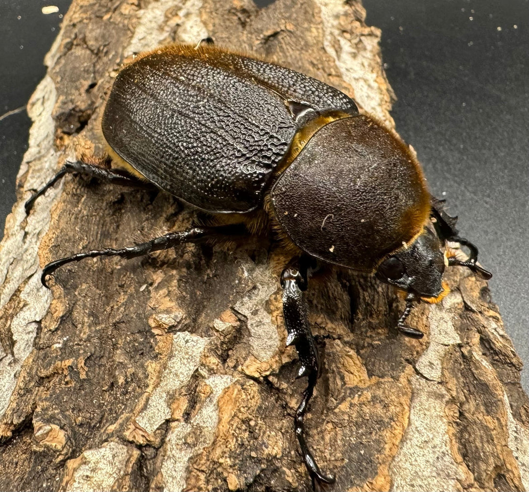 《ヘラクレス・ヘラクレス 122mm ペア》