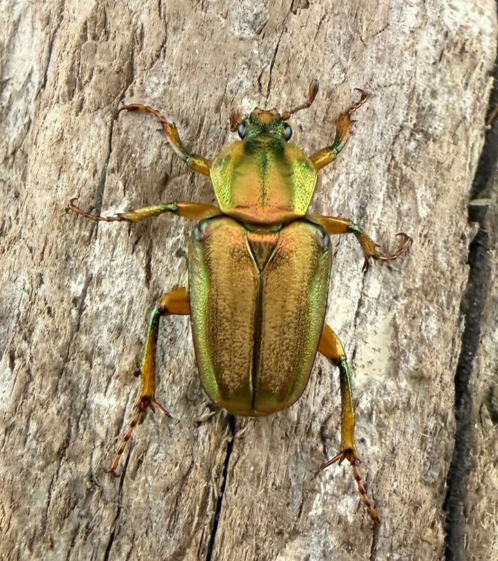 《ホソカブトハナムグリ Free ペア》