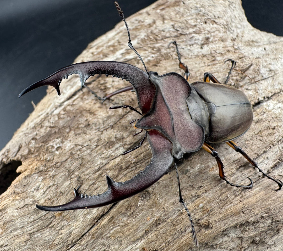 【WD】特大《フォントミヤマクワガタ 62.5mm ペア》