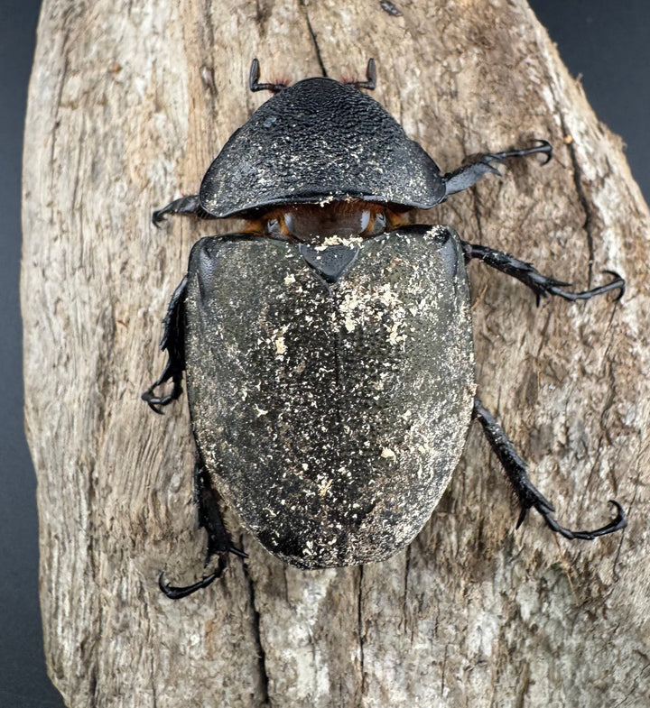 【WD】《アトラスオオカブト亜種マンテツ ラオス産 88mm ペア》