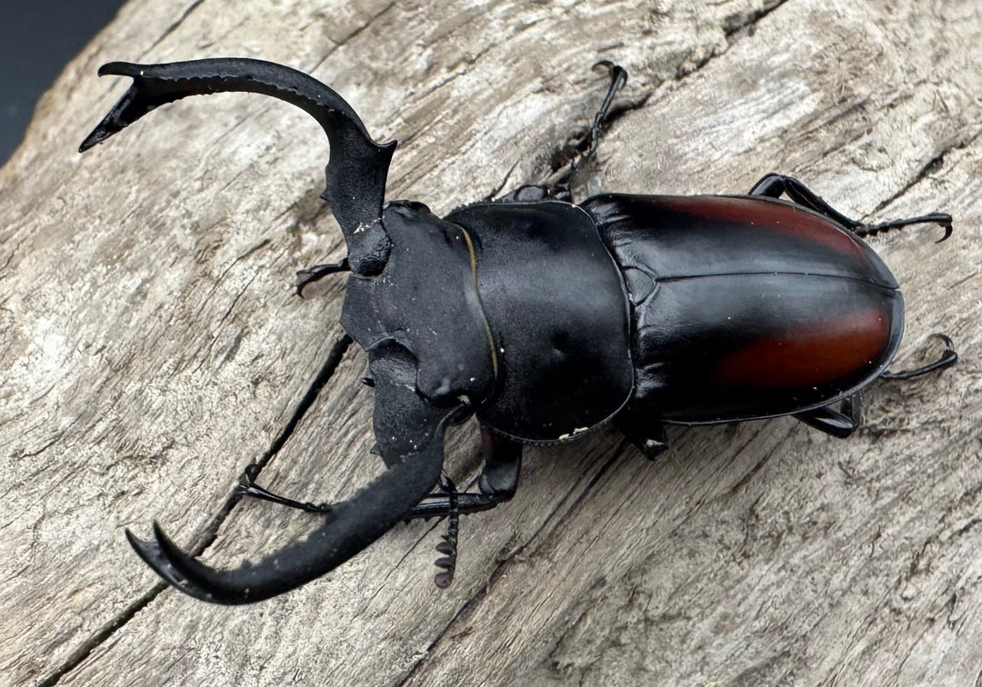 【WF4】《海南シカクワガタ 50mm ペア》