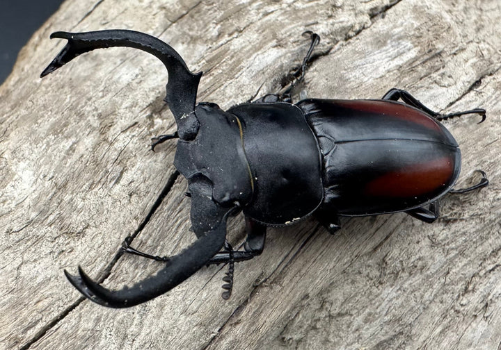 【WF4】《海南シカクワガタ 50mm ペア》