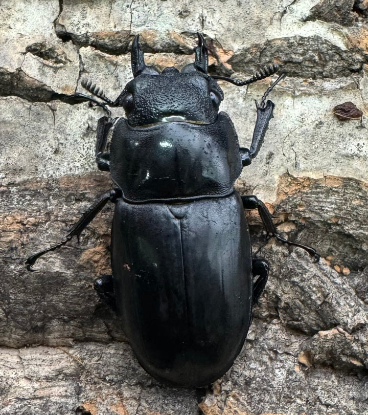 【WD】《ブケットフタマタ 73mm ペア》