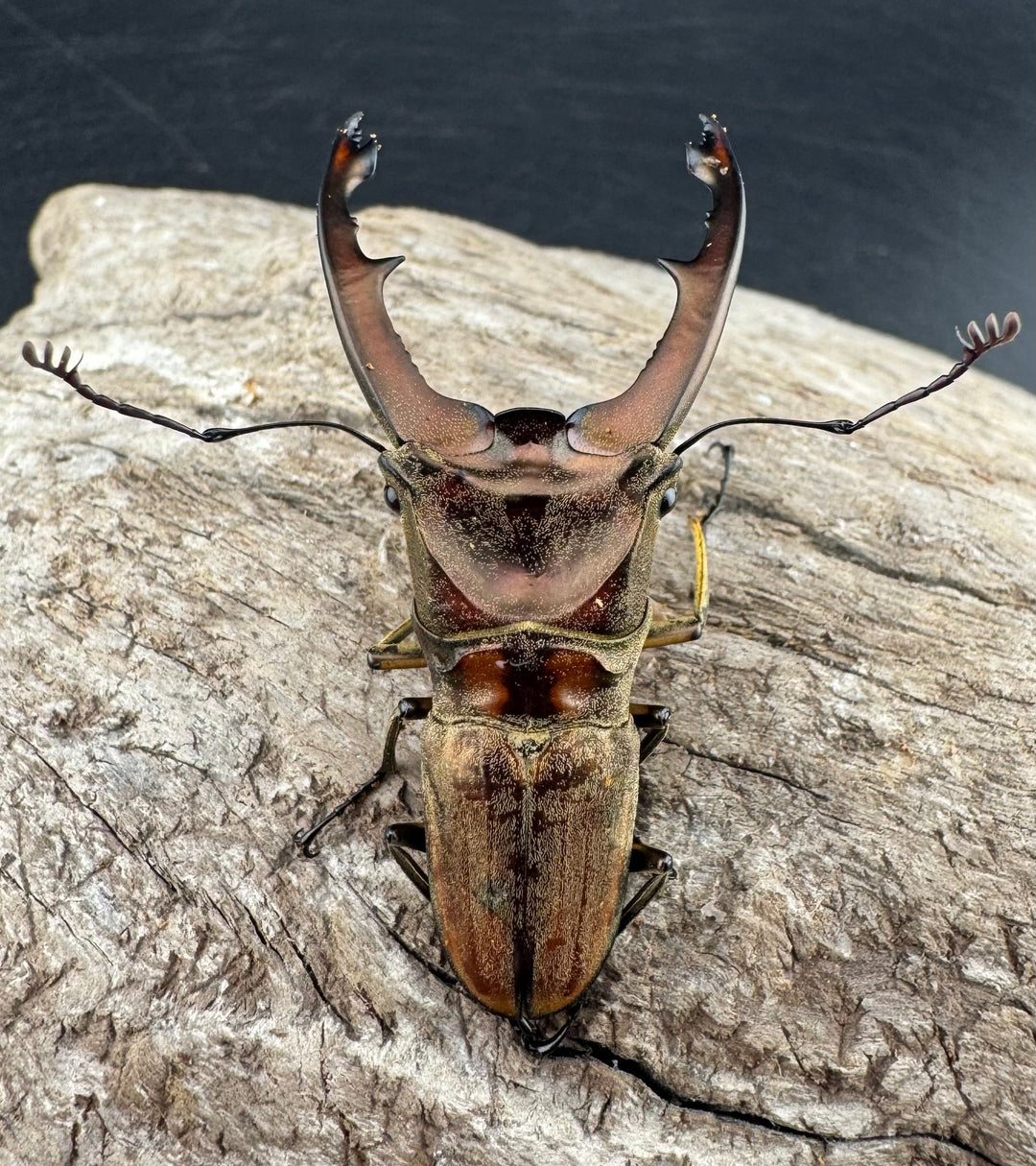 【WD】《ズベールホソアカ マラグサン産 52.5mm ペア》