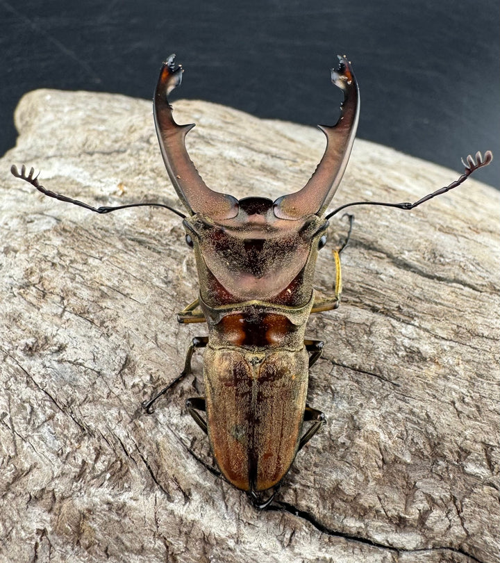 【WD】《ズベールホソアカ マラグサン産 52.5mm ペア》