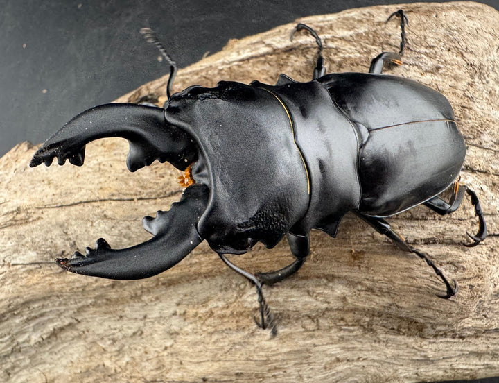 【WD】《ミンダナオアルケスツヤクワガタ 86.5mm ペア》