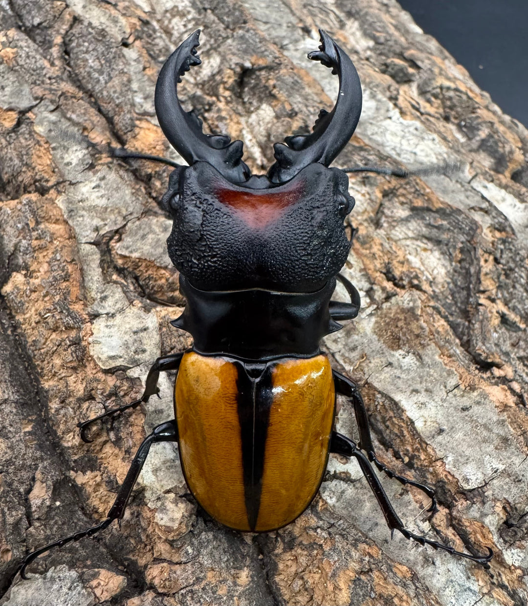 【WD】《ボーレンホーベンツヤクワガタ 72mm ペア》